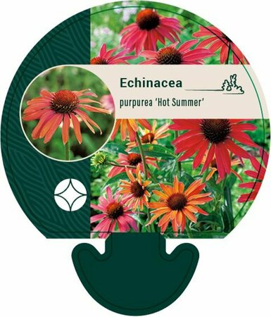 Echinacea purpurea 'Hot Summer' P9 - afbeelding 5