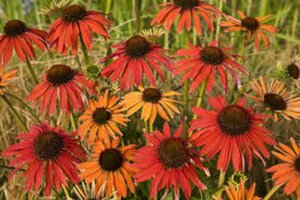 Echinacea purpurea 'Hot Summer' P9