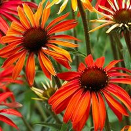 Echinacea purpurea 'Hot Summer' P9 - afbeelding 2