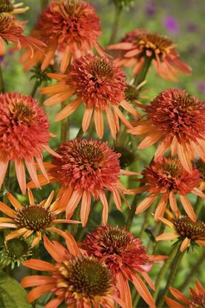 Echinacea purpurea 'Hot Summer' P9 - afbeelding 3