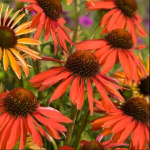 Echinacea purpurea 'Hot Summer' P9 - afbeelding 4