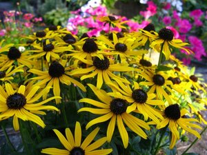 Rudbeckia fulgida 'Little Goldstar' P9 - afbeelding 5