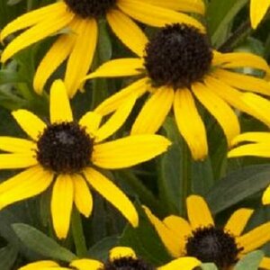 Rudbeckia fulgida 'Little Goldstar' P9