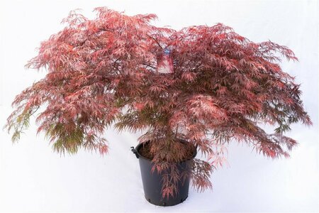 Acer palmatum 'Garnet' - afbeelding 5