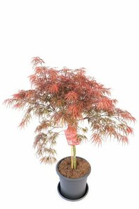 Acer palmatum 'Garnet'