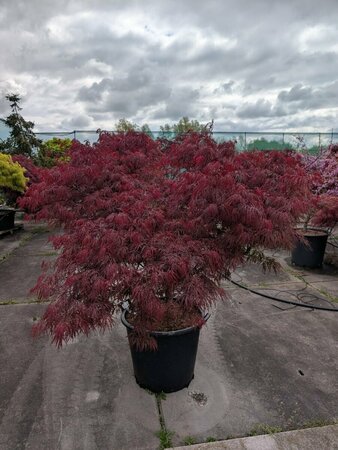 Acer palmatum 'Garnet' - afbeelding 3