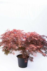 Acer palmatum 'Garnet' - afbeelding 4