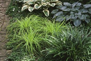 Carex oshimensis 'Everillo' C2