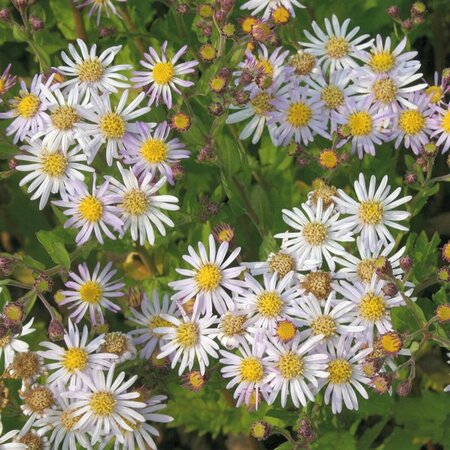 Aster ageratoides 'Asran' P9 - afbeelding 9