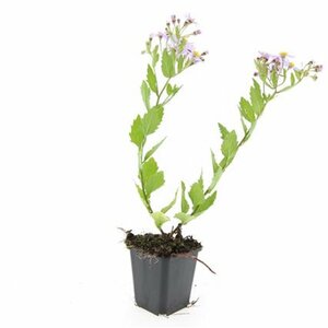 Aster ageratoides 'Asran' P9 - afbeelding 16