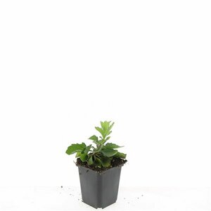Aster ageratoides 'Asran' P9 - afbeelding 6