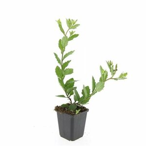 Aster ageratoides 'Asran' P9 - afbeelding 15