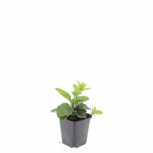 Aster ageratoides 'Asran' P9 - afbeelding 5