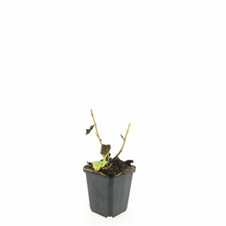 Aster ageratoides 'Asran' P9 - afbeelding 14