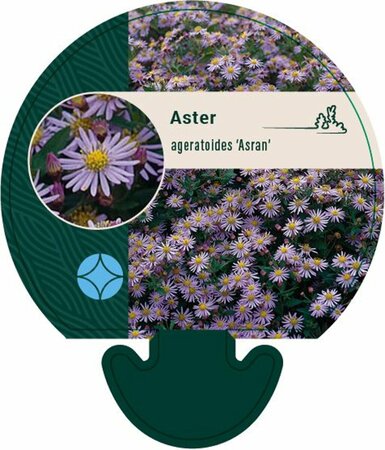 Aster ageratoides 'Asran' P9 - afbeelding 17