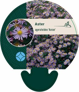 Aster ageratoides 'Asran' P9 - afbeelding 17
