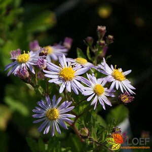 Aster ageratoides 'Asran' P9