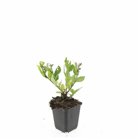 Aster ageratoides 'Asran' P9 - afbeelding 12