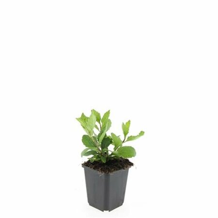 Aster ageratoides 'Asran' P9 - afbeelding 11