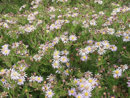 Aster ageratoides 'Asran' P9 - afbeelding 7