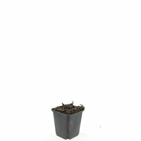 Aster ageratoides 'Asran' P9 - afbeelding 4