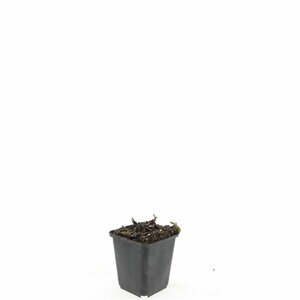 Aster ageratoides 'Asran' P9 - afbeelding 4