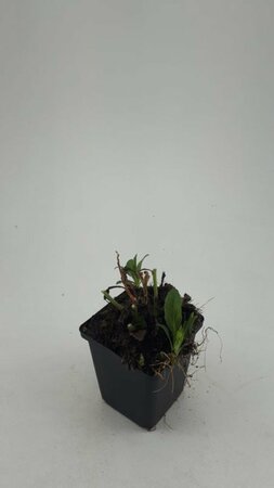 Aster ageratoides 'Asran' P9 - afbeelding 10