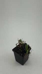 Aster ageratoides 'Asran' P9 - afbeelding 10