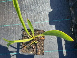 Echinacea paradoxa P9 - afbeelding 4