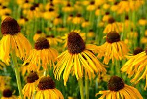 Echinacea paradoxa P9 - afbeelding 2