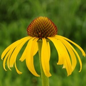 Echinacea paradoxa P9 - afbeelding 3