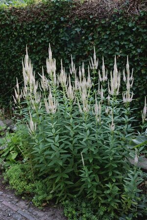 Veronicastrum virginicum 'Roseum' P9 - afbeelding 1