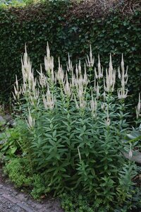 Veronicastrum virginicum 'Roseum' P9