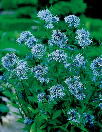 Amsonia tabernaemontana P9 - afbeelding 5