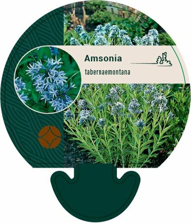 Amsonia tabernaemontana P9 - afbeelding 2