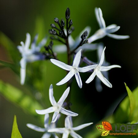 Amsonia tabernaemontana P9 - afbeelding 1