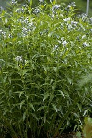 Amsonia tabernaemontana P9 - afbeelding 3