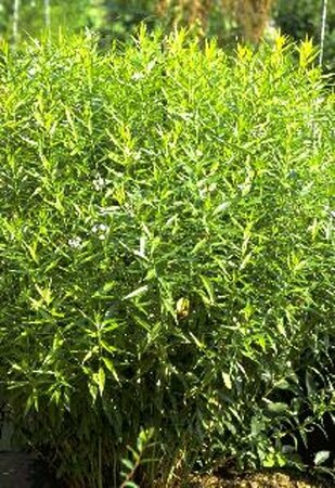 Amsonia tabernaemontana P9 - afbeelding 4