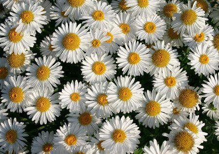Aster alpinus 'Albus' P9 - afbeelding 4
