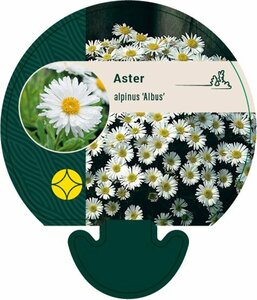 Aster alpinus 'Albus' P9 - afbeelding 2