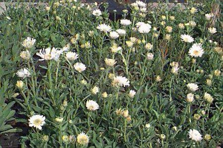 Aster alpinus 'Albus' P9 - afbeelding 1