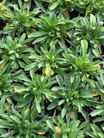 Aster alpinus 'Albus' P9 - afbeelding 3