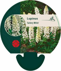 Lupinus 'Gallery White' P9 - afbeelding 5