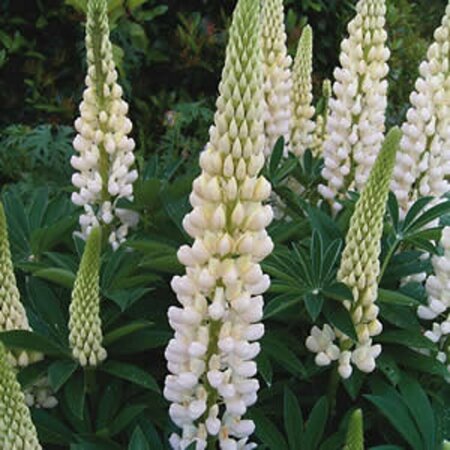 Lupinus 'Gallery White' P9 - afbeelding 1