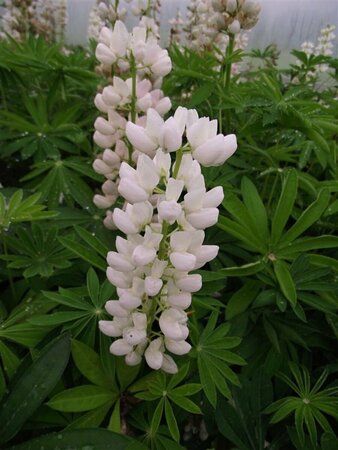 Lupinus 'Gallery White' P9 - afbeelding 2
