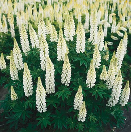 Lupinus 'Gallery White' P9 - afbeelding 3