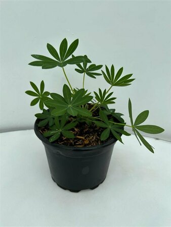 Lupinus 'Gallery White' P9 - afbeelding 6