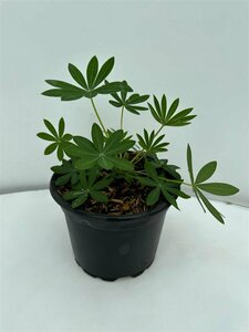 Lupinus 'Gallery White' P9
