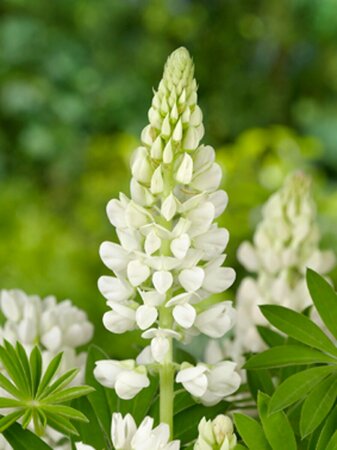 Lupinus 'Gallery White' P9 - afbeelding 4