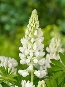 Lupinus 'Gallery White' P9 - afbeelding 4
